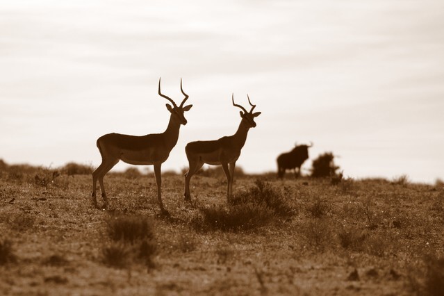 A bachelor herd of Impala rams in this sepia tone image